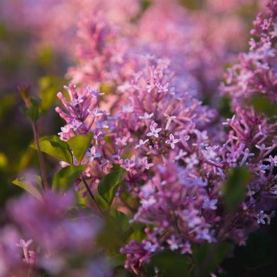 Garden closeup - Lilacs