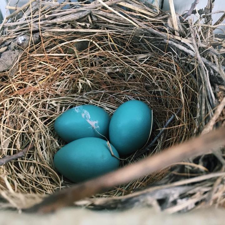 Robin eggs - new guests