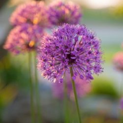 Flowergraden - Allium closeup