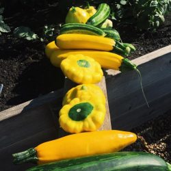 Garden squash & zucchini bounty