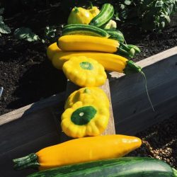 Garden squash & zucchini bounty