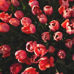 Red tulip top view