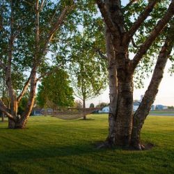 West landscape hammock